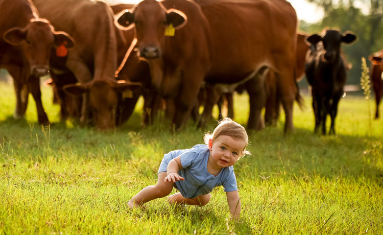 Red cattle pose behind a baby wearing a blue onesie and crawling towards the camera. 